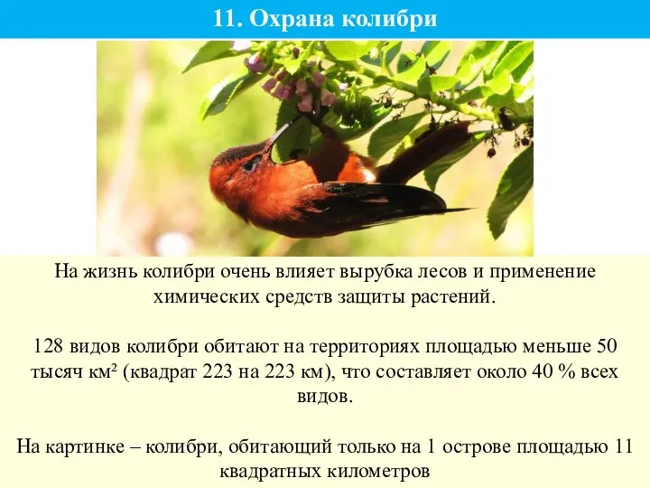 11. Охрана колибри На жизнь колибри очень влияет вырубка лесов и