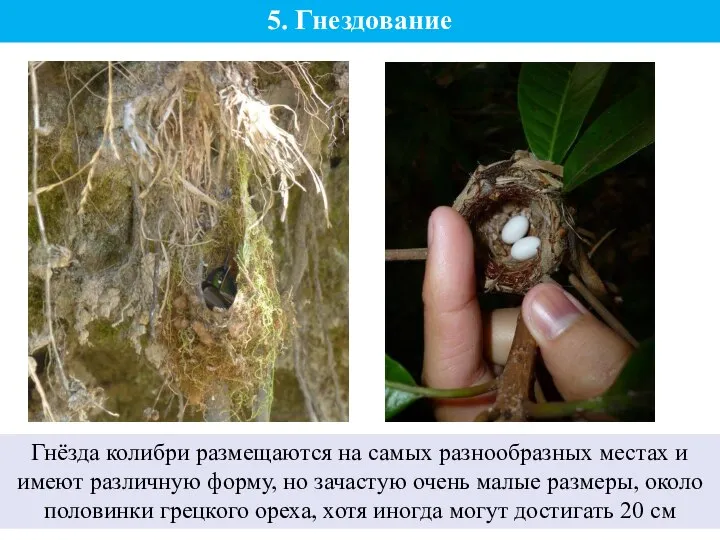 5. Гнездование Гнёзда колибри размещаются на самых разнообразных местах и имеют