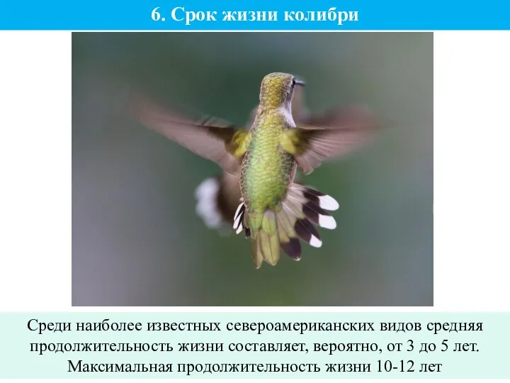 6. Срок жизни колибри Среди наиболее известных североамериканских видов средняя продолжительность