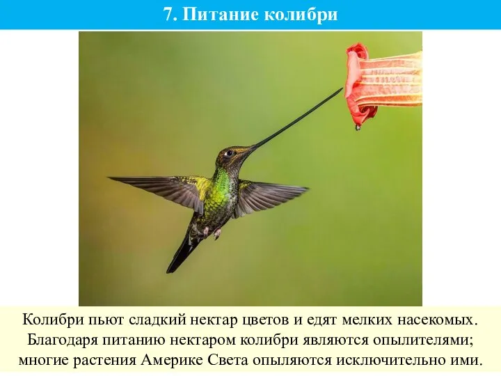 7. Питание колибри Колибри пьют сладкий нектар цветов и едят мелких