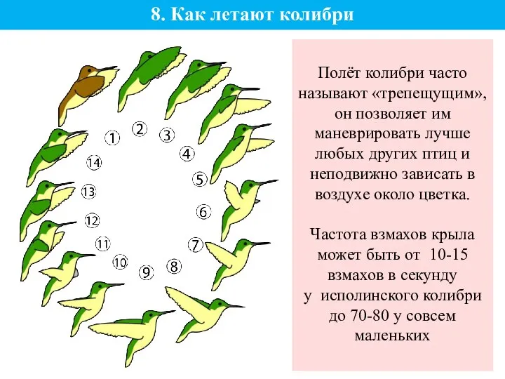 8. Как летают колибри Полёт колибри часто называют «трепещущим», он позволяет