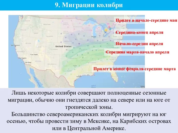 9. Миграции колибри Лишь некоторые колибри совершают полноценные сезонные миграции, обычно