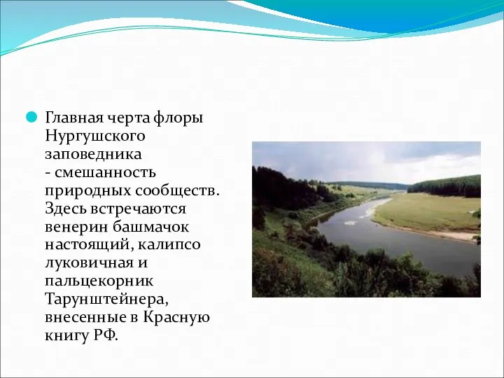 Главная черта флоры Нургушского заповедника - смешанность природных сообществ. Здесь встречаются