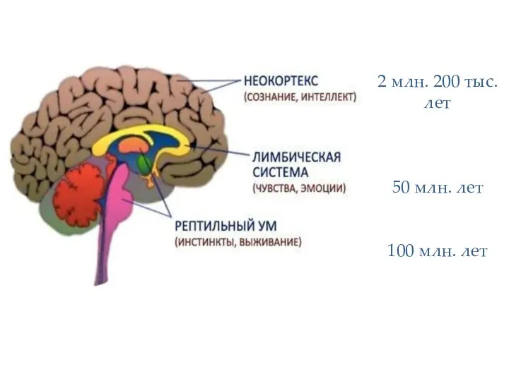 2 млн. 200 тыс. лет 50 млн. лет 100 млн. лет