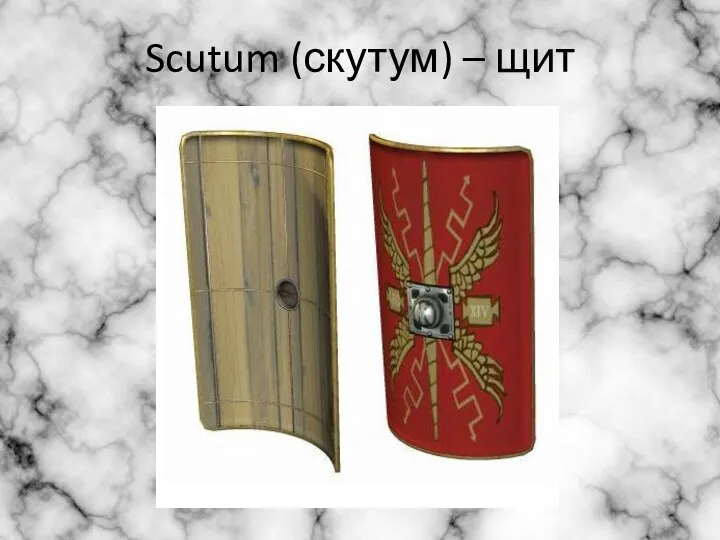 Scutum (скутум) – щит
