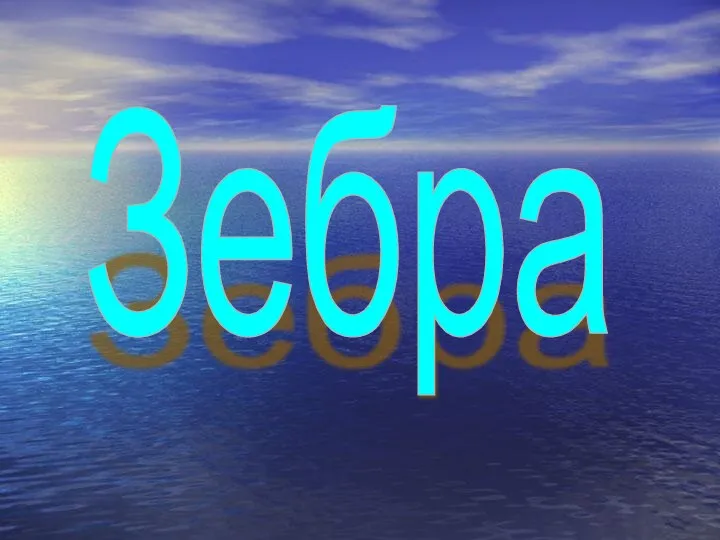 Зебра