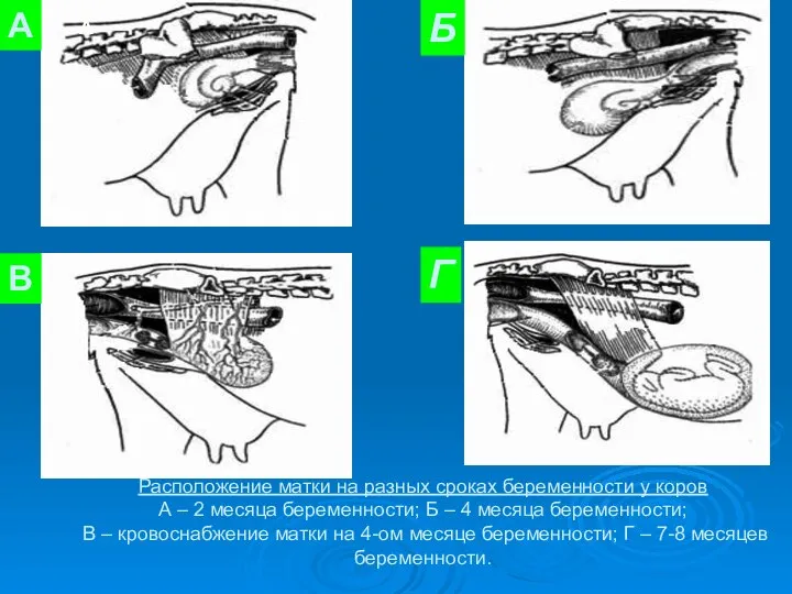 Расположение матки на разных сроках беременности у коров А – 2
