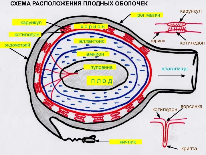 п л о д х о р и о н СХЕМА