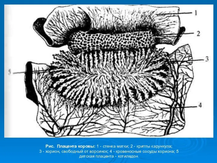 Рис. Плацента коровы: 1 - стенка матки; 2 - крипты карункула;