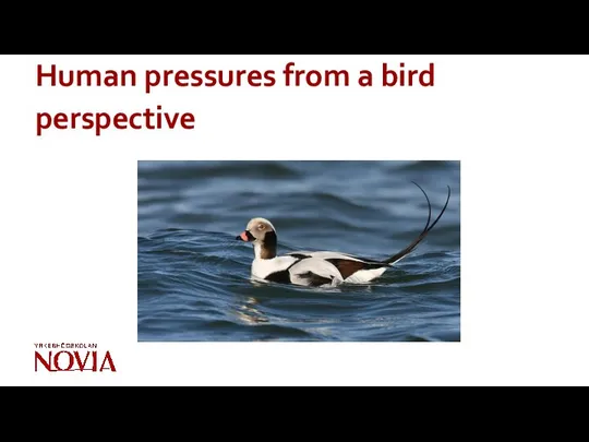 Human pressures from a bird perspective
