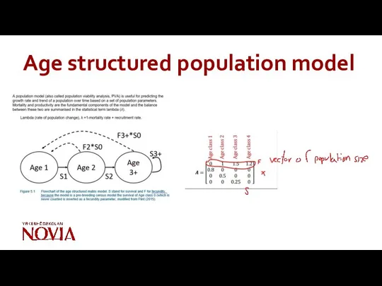 Age structured population model