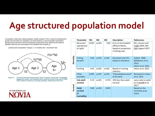Age structured population model