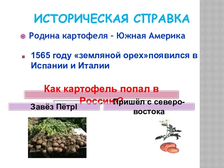 ИСТОРИЧЕСКАЯ СПРАВКА Родина картофеля – Южная Америка 1565 году «земляной орех»появился в Испании и Италии