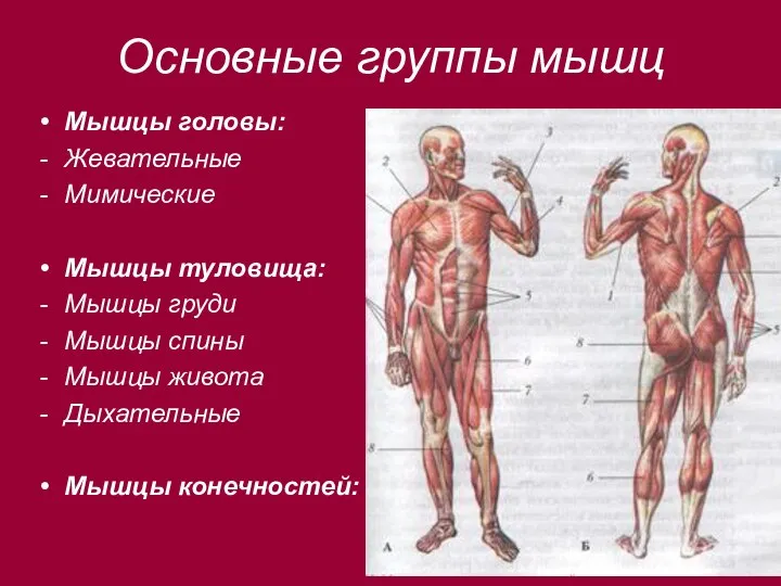 Основные группы мышц Мышцы головы: Жевательные Мимические Мышцы туловища: Мышцы груди