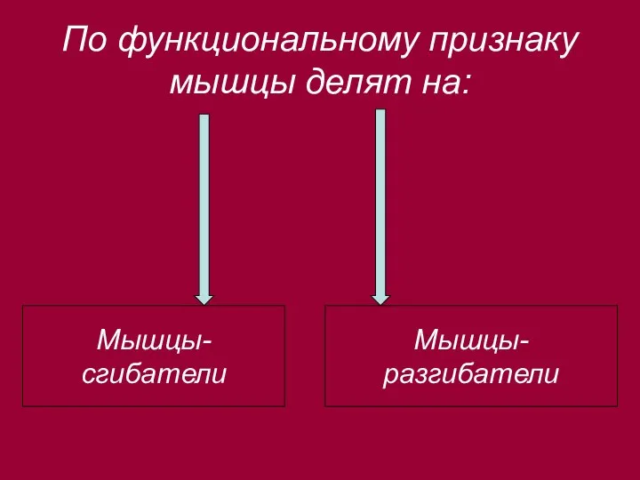 По функциональному признаку мышцы делят на: Мышцы-сгибатели Мышцы-разгибатели