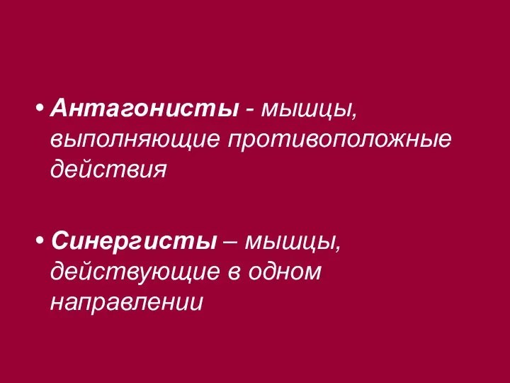 Антагонисты - мышцы, выполняющие противоположные действия Синергисты – мышцы, действующие в одном направлении