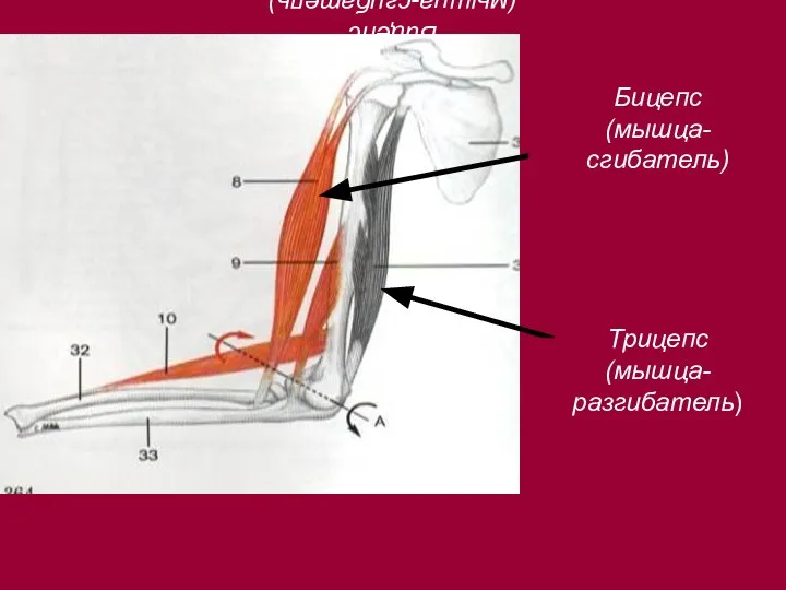 Бицепс (мышца-сгибатель) Бицепс (мышца-сгибатель) Трицепс (мышца-разгибатель)