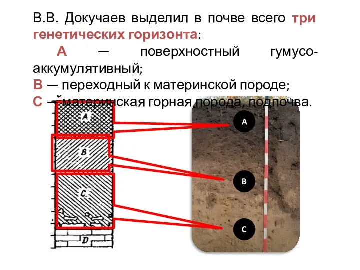 A B C В.В. Докучаев выделил в почве всего три генетических