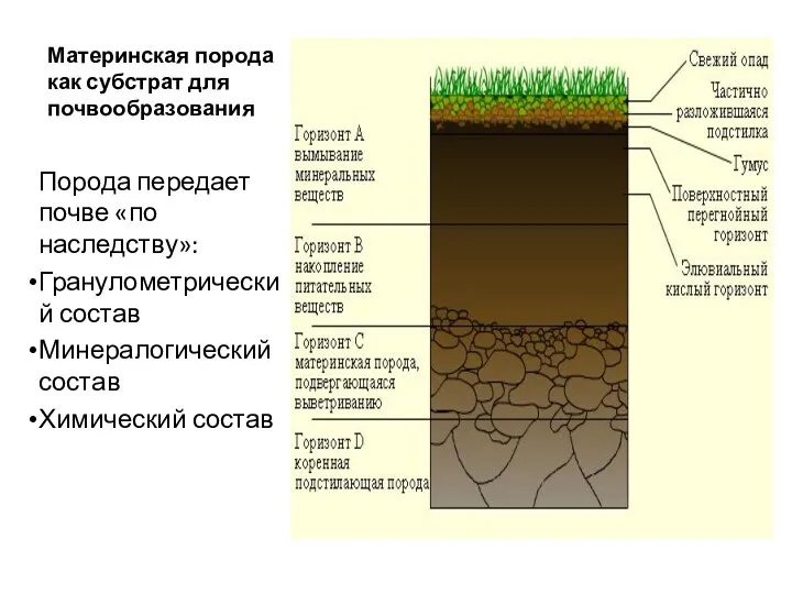 Материнская порода как субстрат для почвообразования Порода передает почве «по наследству»: