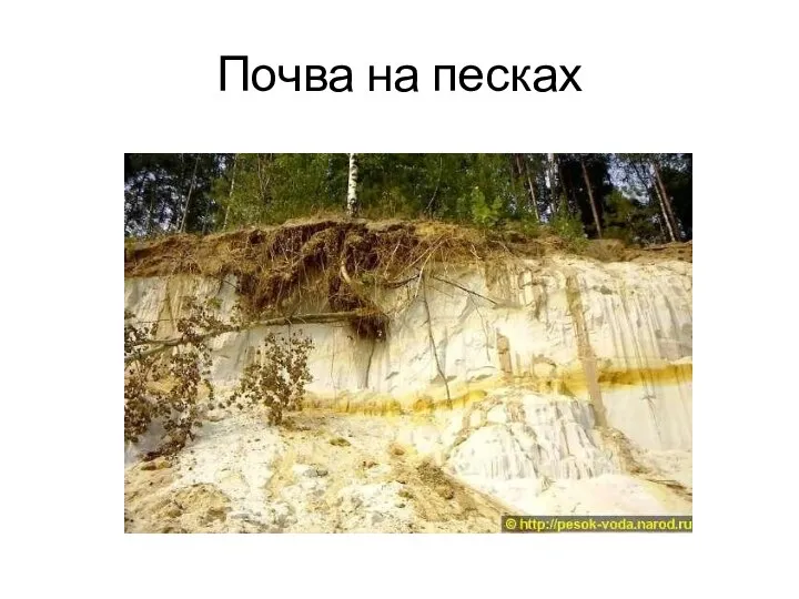 Почва на песках