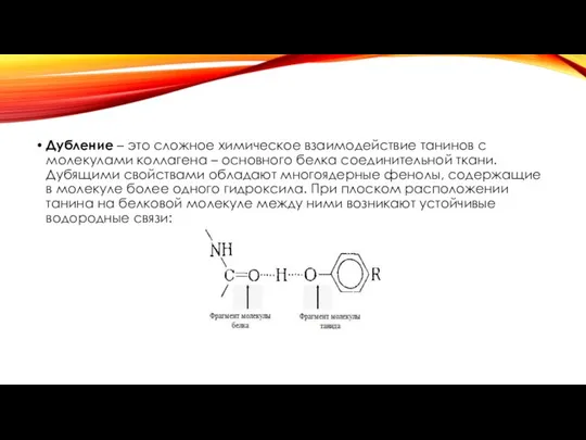 Дубление – это сложное химическое взаимодействие танинов с молекулами коллагена –