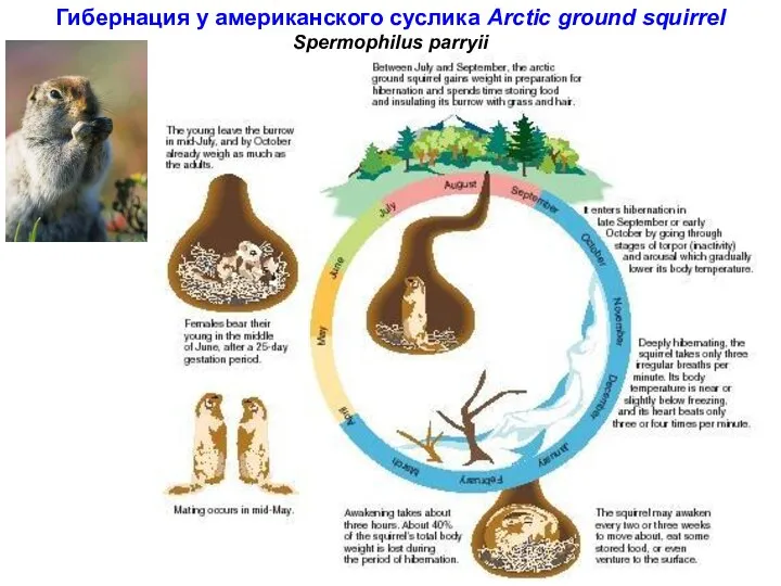 Гибернация у американского суслика Arctic ground squirrel Spermophilus parryii