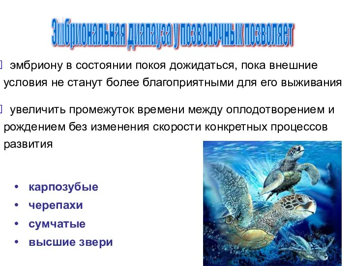 Эмбриональная диапауза у позвоночных позволяет эмбриону в состоянии покоя дожидаться, пока