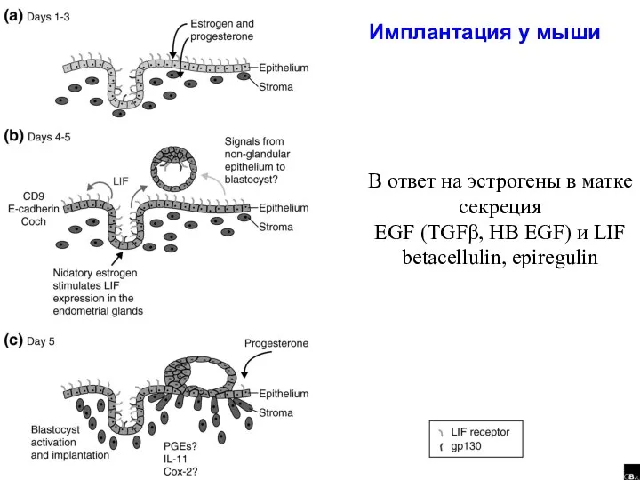 Имплантация у мыши В ответ на эстрогены в матке секреция EGF