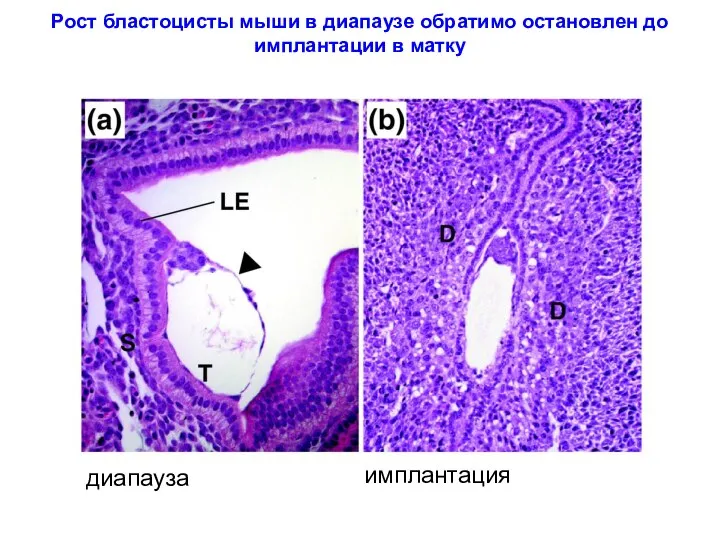 Рост бластоцисты мыши в диапаузе обратимо остановлен до имплантации в матку диапауза имплантация