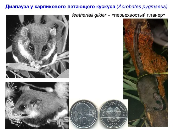 Диапауза у карликового летающего кускуса (Acrobates pygmaeus) feathertail glider – «перьехвостый планер»