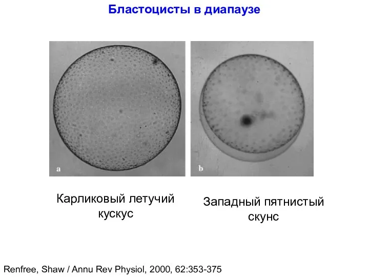 Бластоцисты в диапаузе Карликовый летучий кускус Западный пятнистый скунс Renfree, Shaw