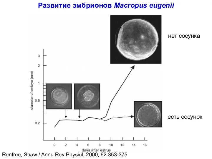 Развитие эмбрионов Macropus eugenii есть сосунок нет сосунка Renfree, Shaw / Annu Rev Physiol, 2000, 62:353-375