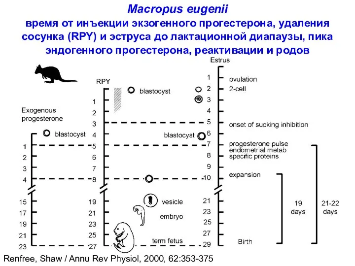 Macropus eugenii время от инъекции экзогенного прогестерона, удаления сосунка (RPY) и