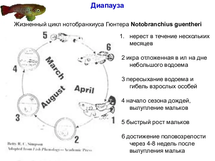 Диапауза Жизненный цикл нотобранхиуса Гюнтера Notobranchius guentheri нерест в течение нескольких