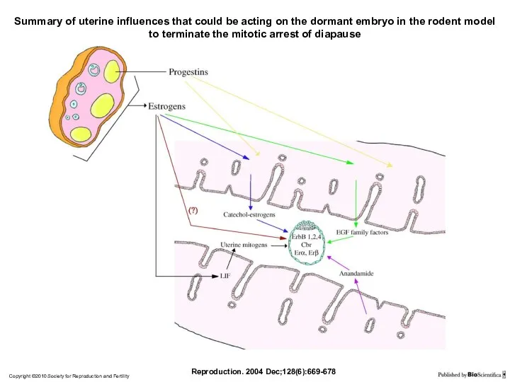 Copyright ©2010 Society for Reproduction and Fertility Reproduction. 2004 Dec;128(6):669-678 Summary