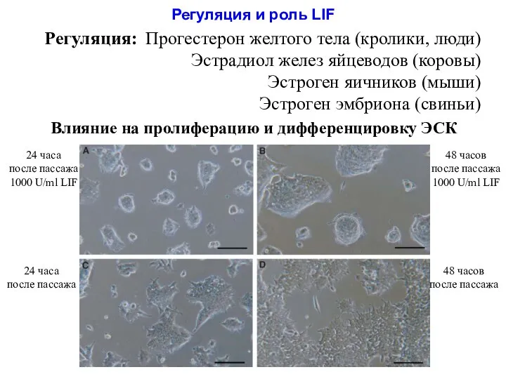 Регуляция и роль LIF Регуляция: Прогестерон желтого тела (кролики, люди) Эстрадиол