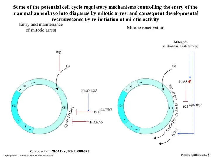 Copyright ©2010 Society for Reproduction and Fertility Reproduction. 2004 Dec;128(6):669-678 Some