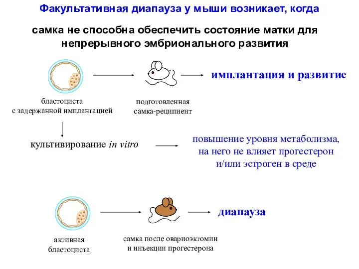 Факультативная диапауза у мыши возникает, когда самка не способна обеспечить состояние