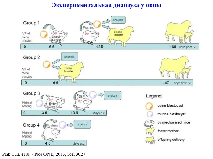 Экспериментальная диапауза у овцы Ptak G.E. et al. / Plos ONE, 2013, 3:e33027