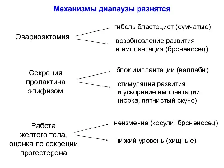 Механизмы диапаузы разнятся Овариоэктомия гибель бластоцист (сумчатые) возобновление развития и имплантация