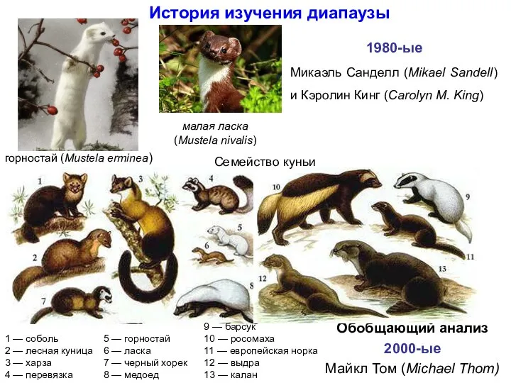 горностай (Mustela erminea) малая ласка (Mustela nivalis) История изучения диапаузы 1980-ые