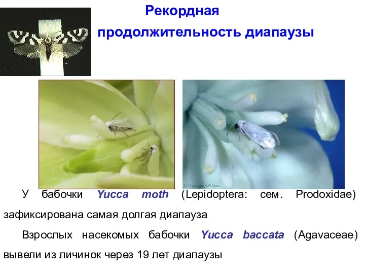 У бабочки Yucca moth (Lepidoptera: сем. Prodoxidae) зафиксирована самая долгая диапауза