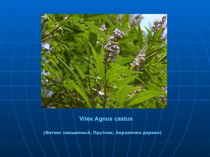 Vitex Agnus castus (Витекс священный, Прутняк, Авраамово дерево)