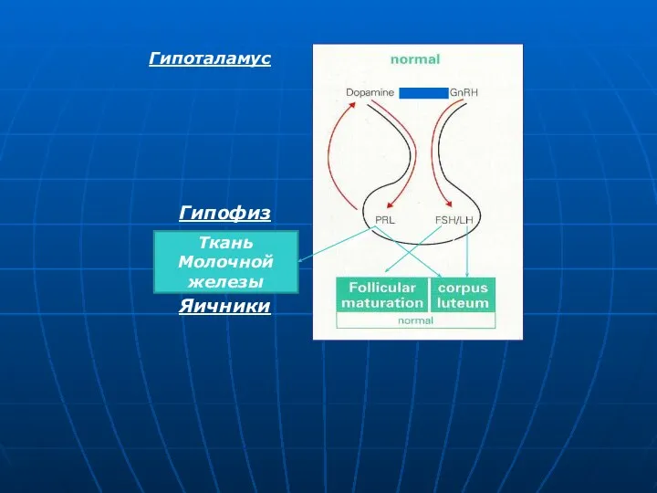 Ткань молочной железы Ткань Молочной железы