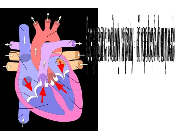 Кров рухається в одному напрямку - від передсердь до шлуночків