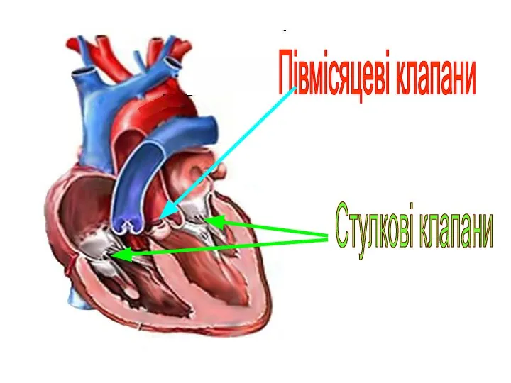 Півмісяцеві клапани Стулкові клапани