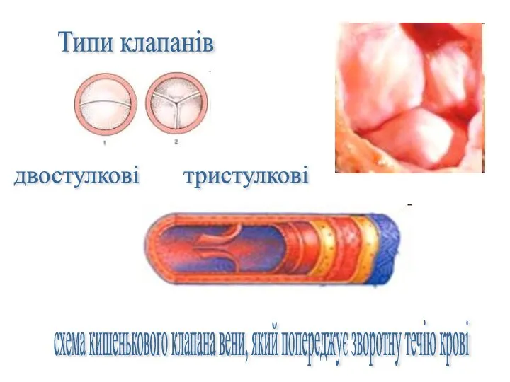 Типи клапанів двостулкові тристулкові схема кишенькового клапана вени, який попереджує зворотну течію крові