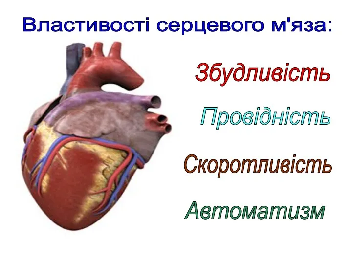Властивості серцевого м'яза: Збудливість Провідність Скоротливість Автоматизм