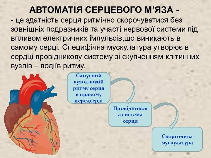 АВТОМАТІЯ СЕРЦЕВОГО М’ЯЗА - - це здатність серця ритмічно скорочуватися без