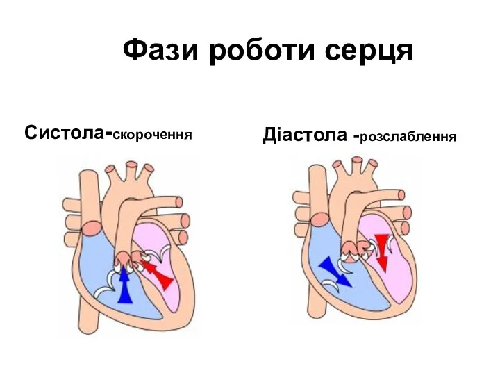 Фази роботи серця Систола-скорочення Діастола -розслаблення